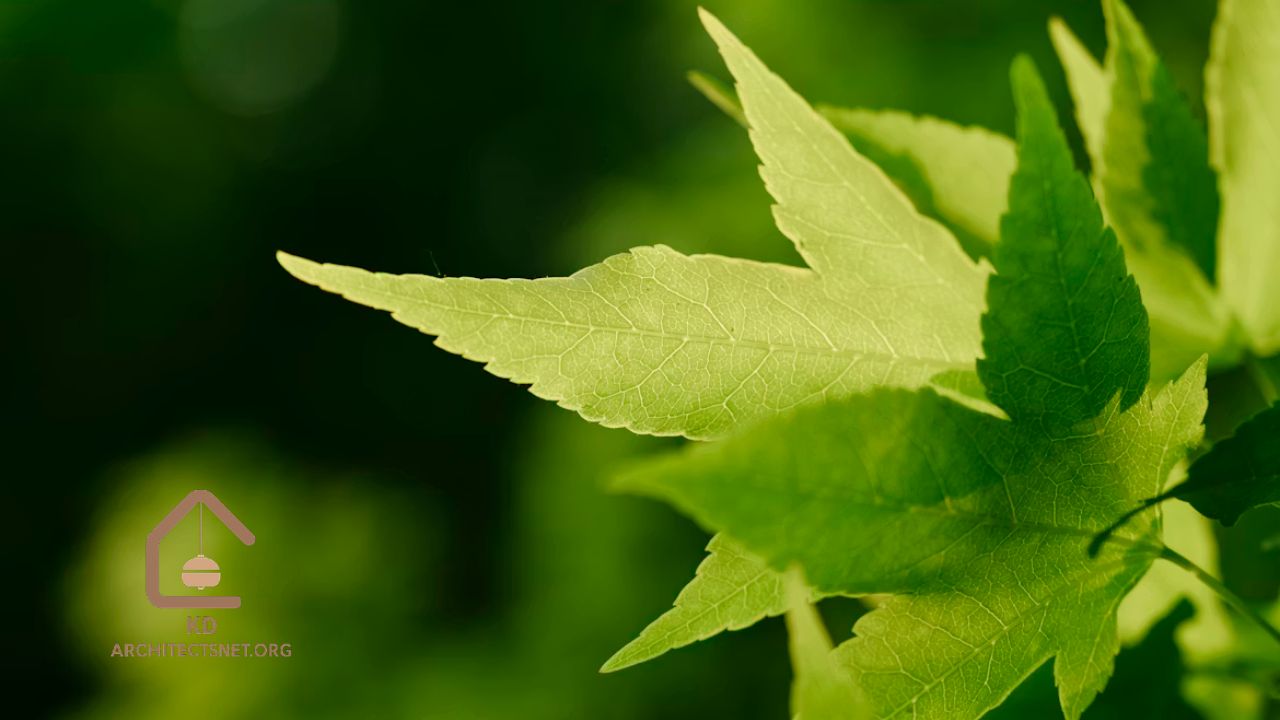 MyGreenBucksNet Latest News Everything You Need to Know